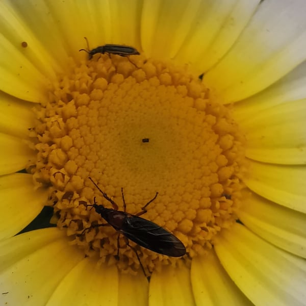 Dilophus strigilatus