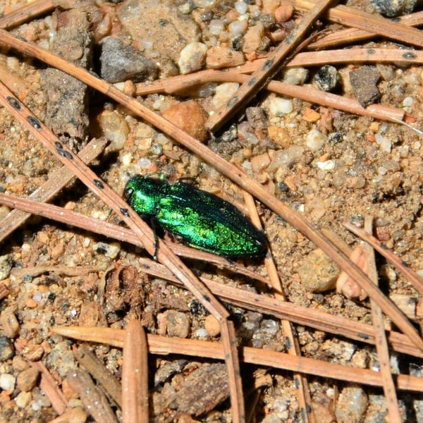 Chrysobothris viridicyanea