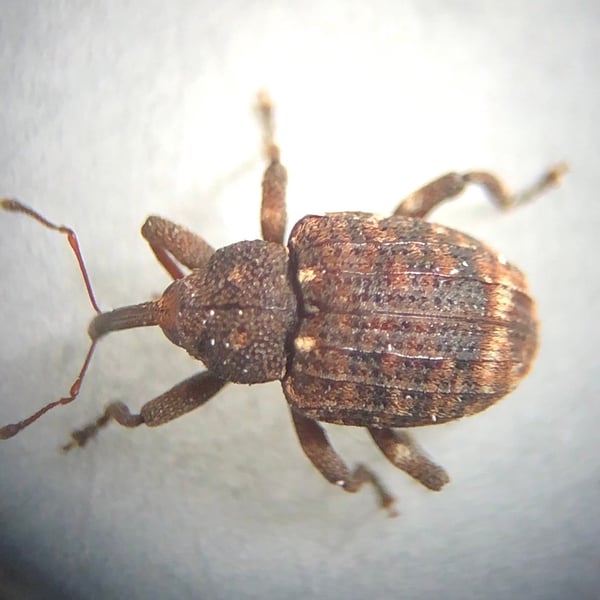 Conotrachelus posticatus