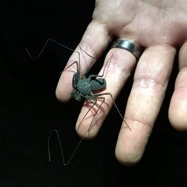 Paraphrynus carolynae