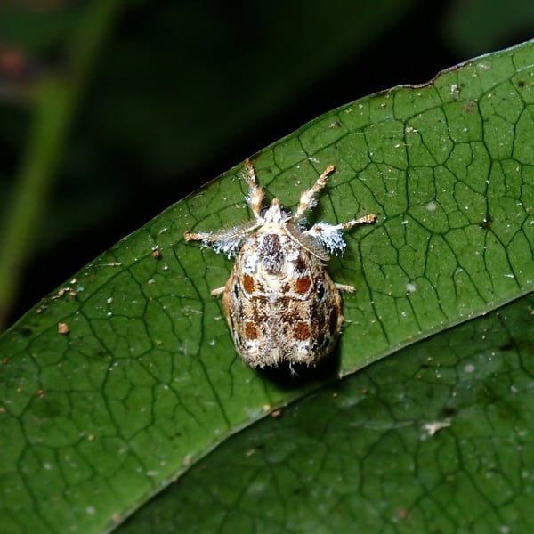 Artaxa hannemanni
