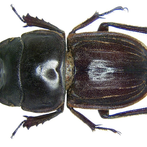 Insects Id: Geodorcus (Geodorcus)