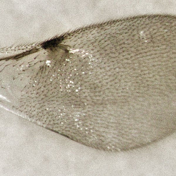 Copidosoma floridanum