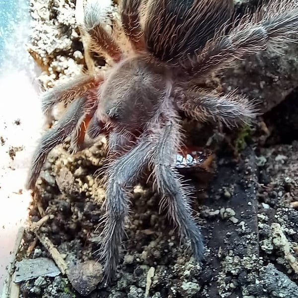 Phormictopus cubensis