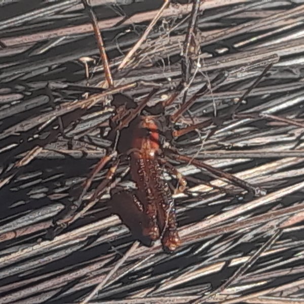 Forsteropsalis chiltoni