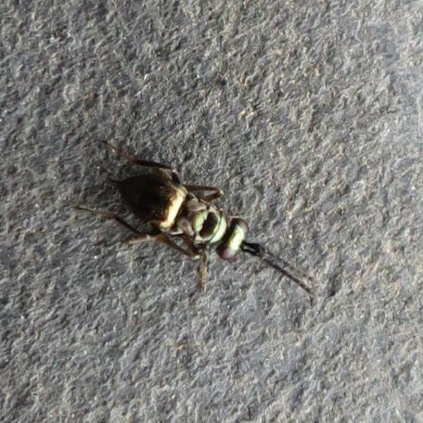 Odiaglyptus biformis