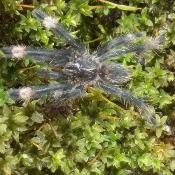 Psalmopoeus langenbucheri