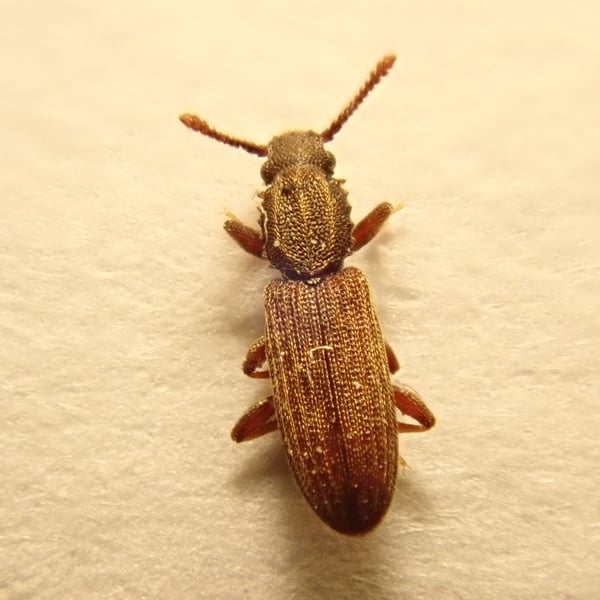 Oryzaephilus mercator