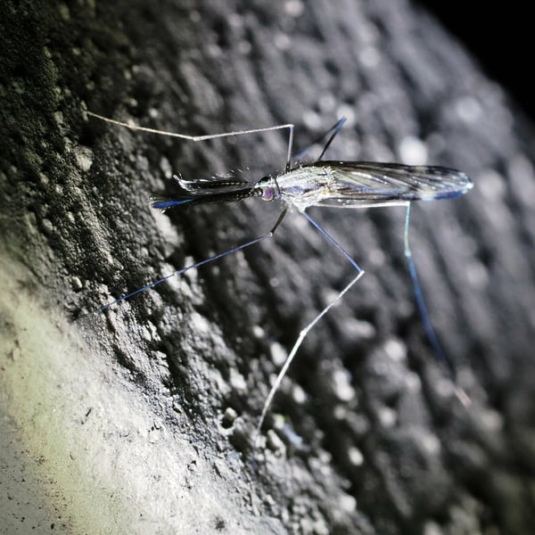 Anopheles punctipennis