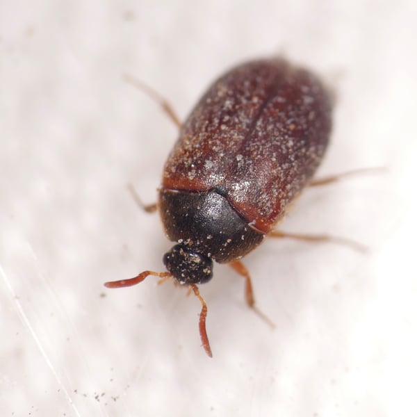 Attagenus smirnovi