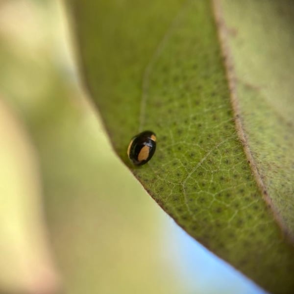 Hyperaspis esmeraldas