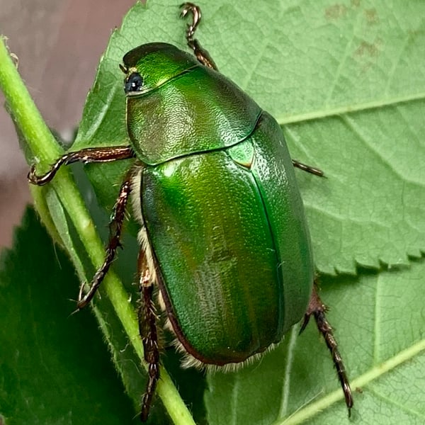 Mimela aurata