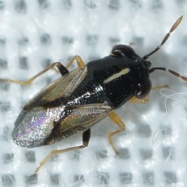 Geocoris lineolus