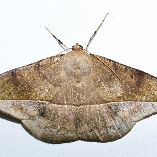 Oxydia sociata