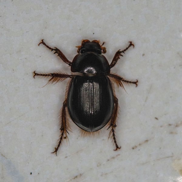 Phaeochrous