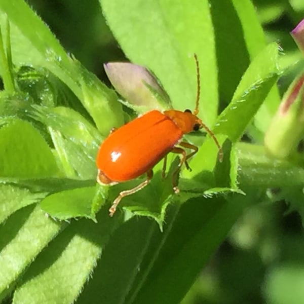 Aulacophora foveicollis