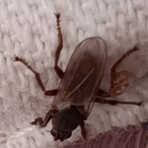 Insects Id: Cape Kelp Fly (Fucellia capensis)
