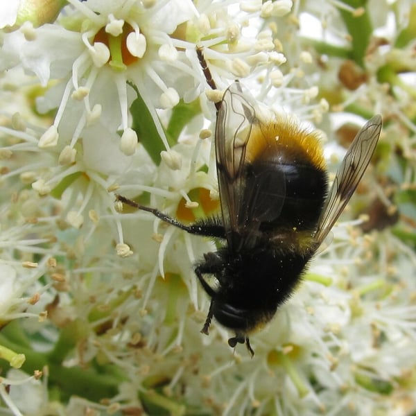 Mallota fuciformis