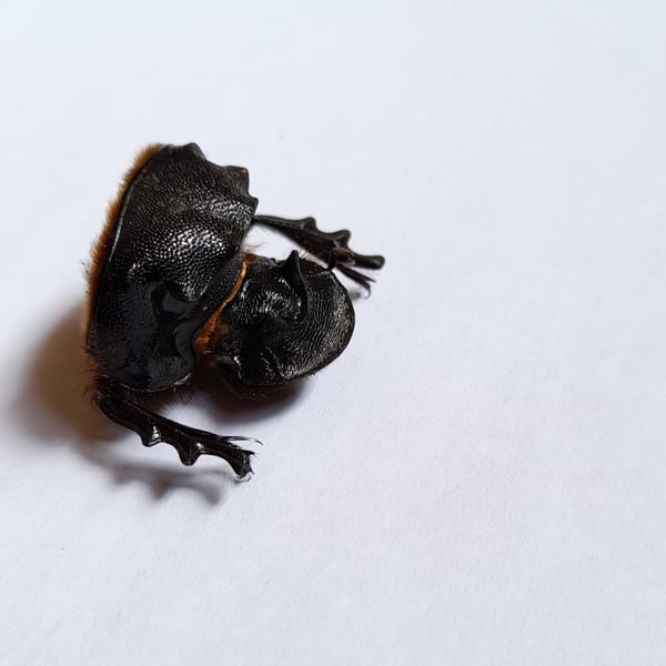 Heliocopris atropos