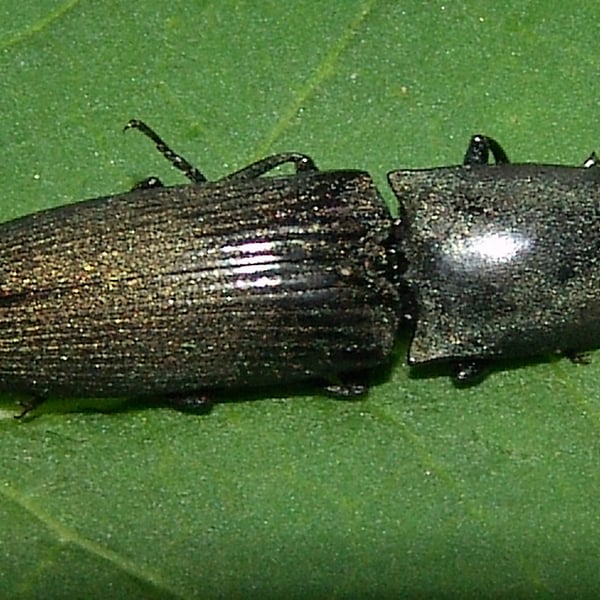 Chalcolepidius viridipilis