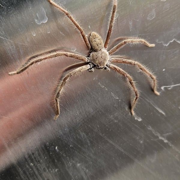 Isopedella pessleri