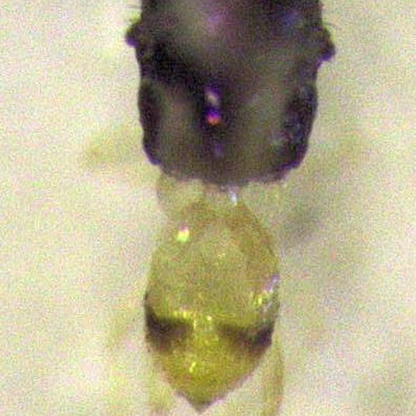 Thripoctenus javae