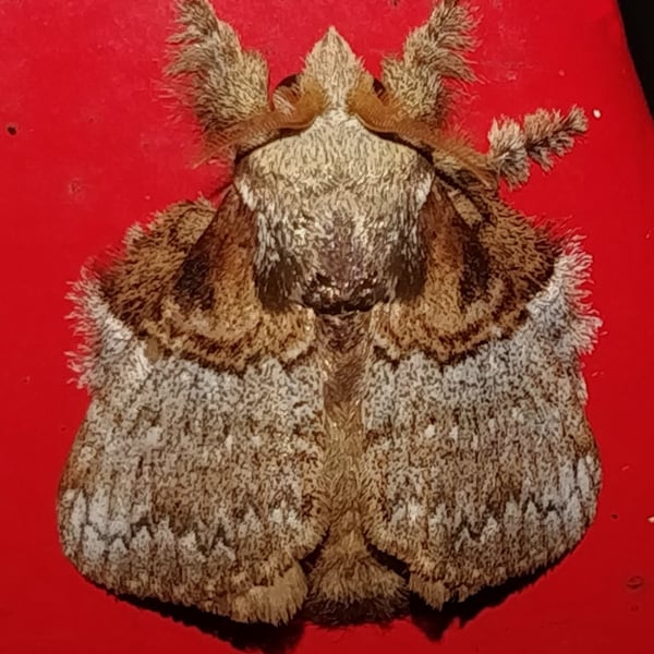 Euglyphis obliterata