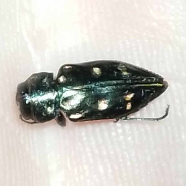 Chrysobothris capitata