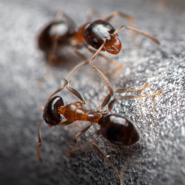 Ochetellus glaber