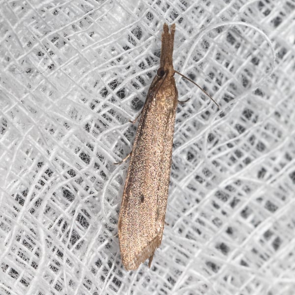 Donacaula unipunctellus