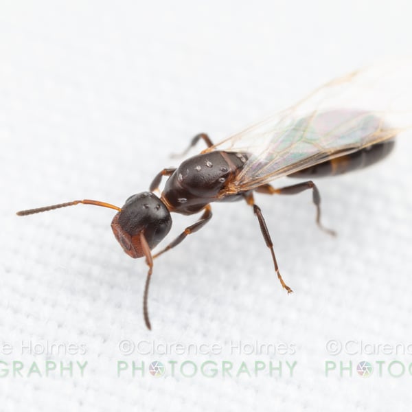 Colobopsis mississippiensis