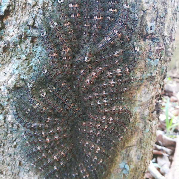 Lonomia obliqua
