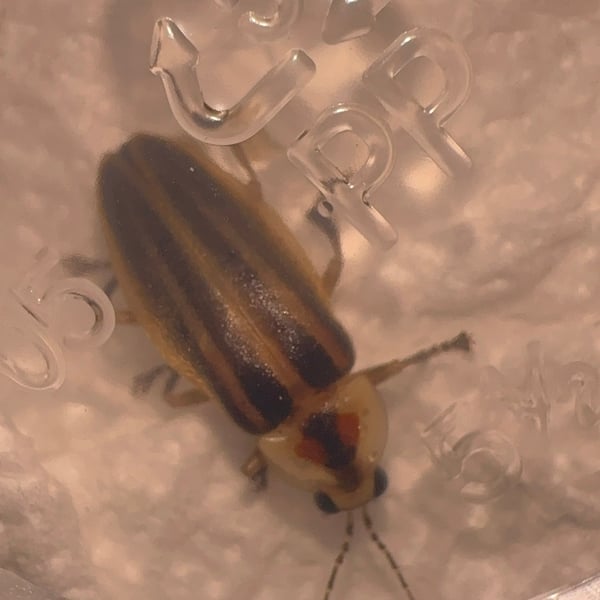 Photuris versicolor
