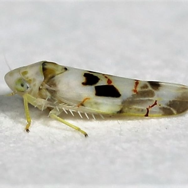 Eratoneura hymettana