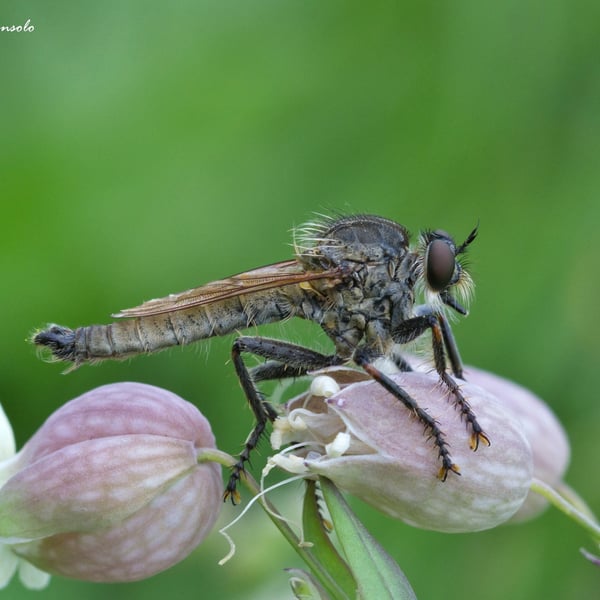 Machimus rusticus