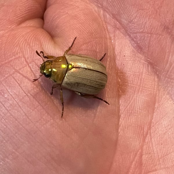 Mimela testaceoviridis