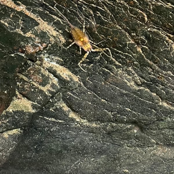 Laccotrephes fabricii