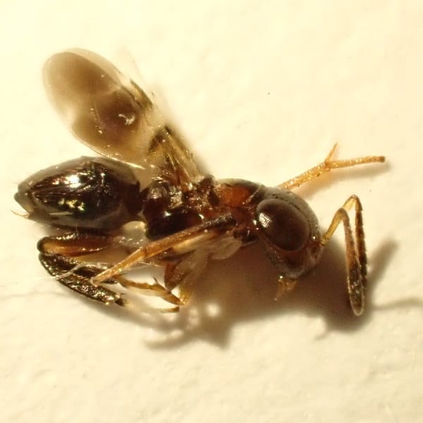 Encyrtus infelix