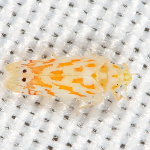 Eratoneura restricta