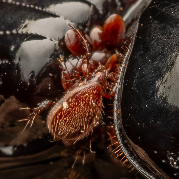 Megisthanus thorelli