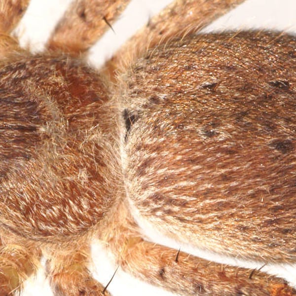 Isopedella saundersi