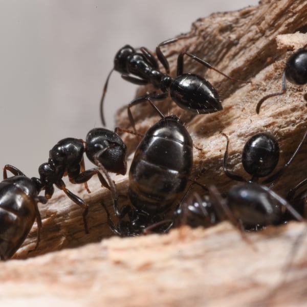 Colobopsis gasseri