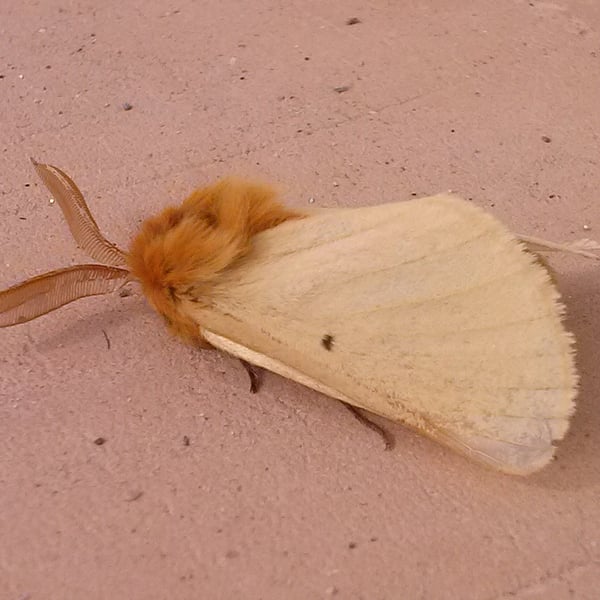 Lemonia taraxaci