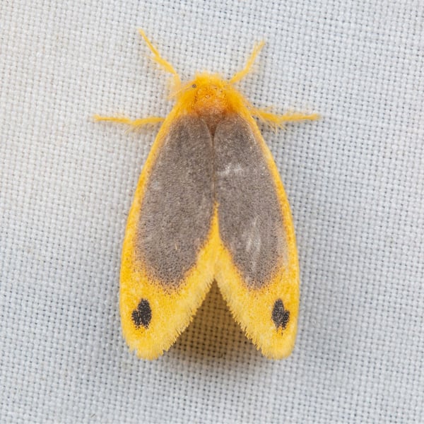 Artaxa nubilosa