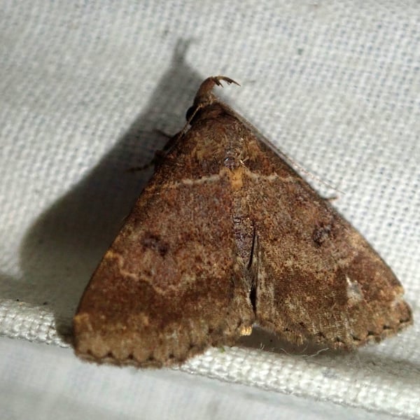 Bertula lobativalva