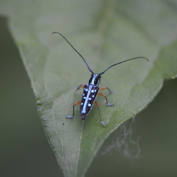 Glenea chrysomaculata