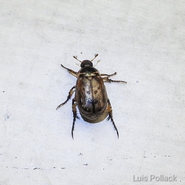 Paranomala undulata