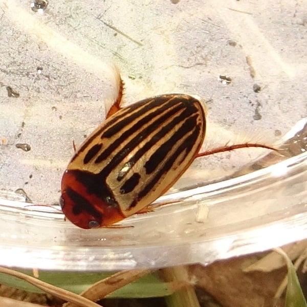 Agabus disintegratus