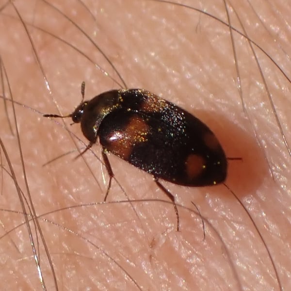 Attagenus quadrimaculatus