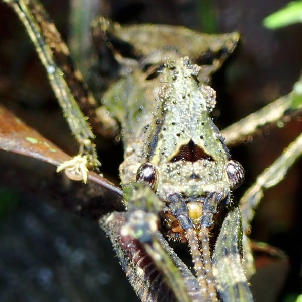 Insects Id: Paraloxopsis korystes (Paraloxopsis korystes)